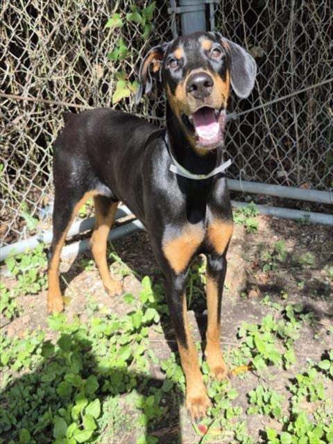 Photo of Jett, adoptable Doberman Pinscher in Houston, Texas