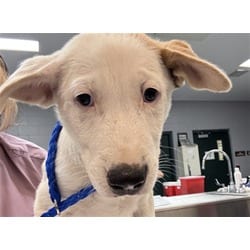 Photo of Justin, adoptable Labrador Retriever in Jurupa Valley, California