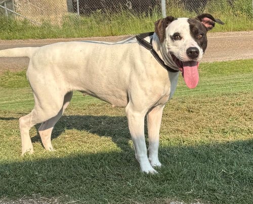 Photo of Karri, adoptable Pit Bull Terrier in Evansville, Indiana