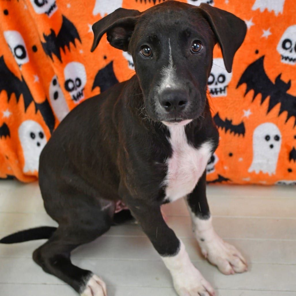 Photo of Mr. Spider, adoptable Retriever, Black Labrador in Beaumont, Texas