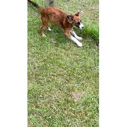 Photo of Jasper, adoptable Mixed Breed (Medium) in Medfield, Massachusetts