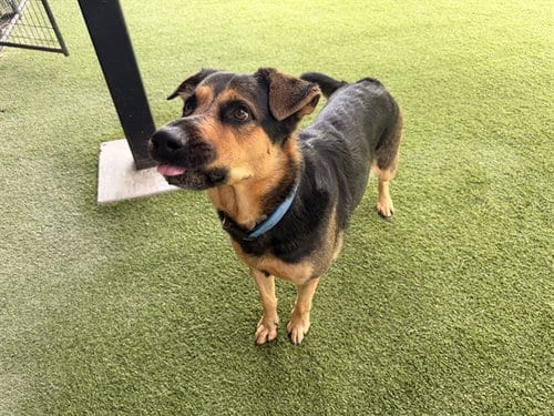 Photo of Niklaus, adoptable German Shepherd Dog in Garland, Texas