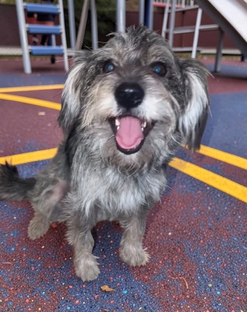 Photo of Sponsor Or, adoptable Miniature Schnauzer in Grafton, Wisconsin