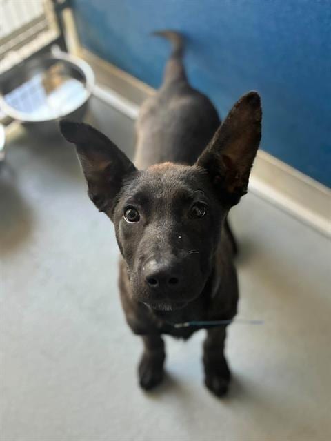Photo of Candy Corn, adoptable German Shepherd Dog in Visalia, California