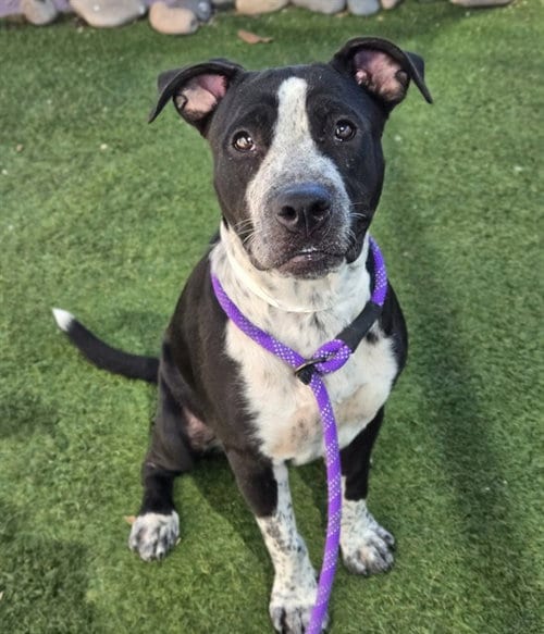Photo of Reyna, adoptable American Staffordshire Terrier in Phoenix, Arizona