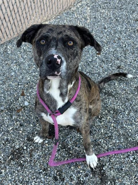Photo of Bark Twain, adoptable Catahoula Leopard Dog in Palmetto, Florida