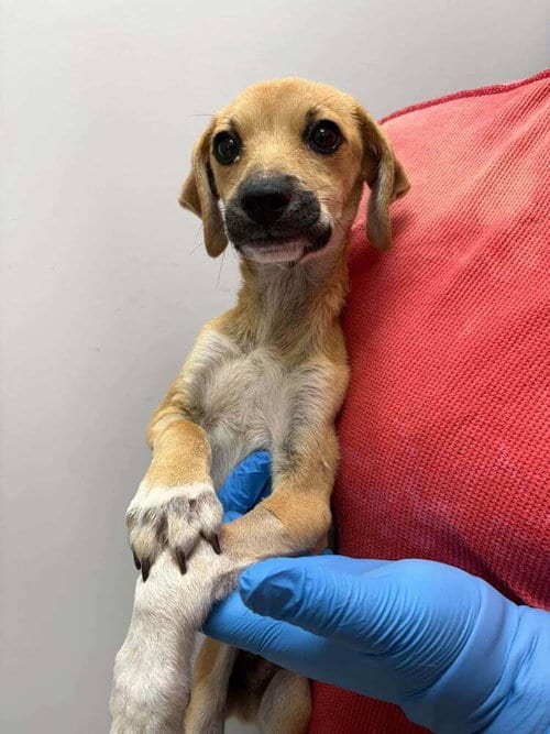 Photo of Salem (SC), adoptable Terrier in New York, New York
