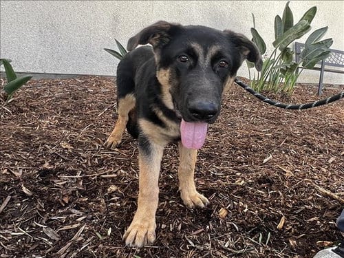 Photo of Jimmie, adoptable German Shepherd Dog in San Pedro, California