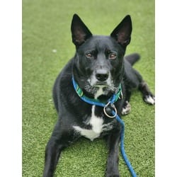 Photo of Dex, adoptable German Shepherd Dog in Wantagh, New York