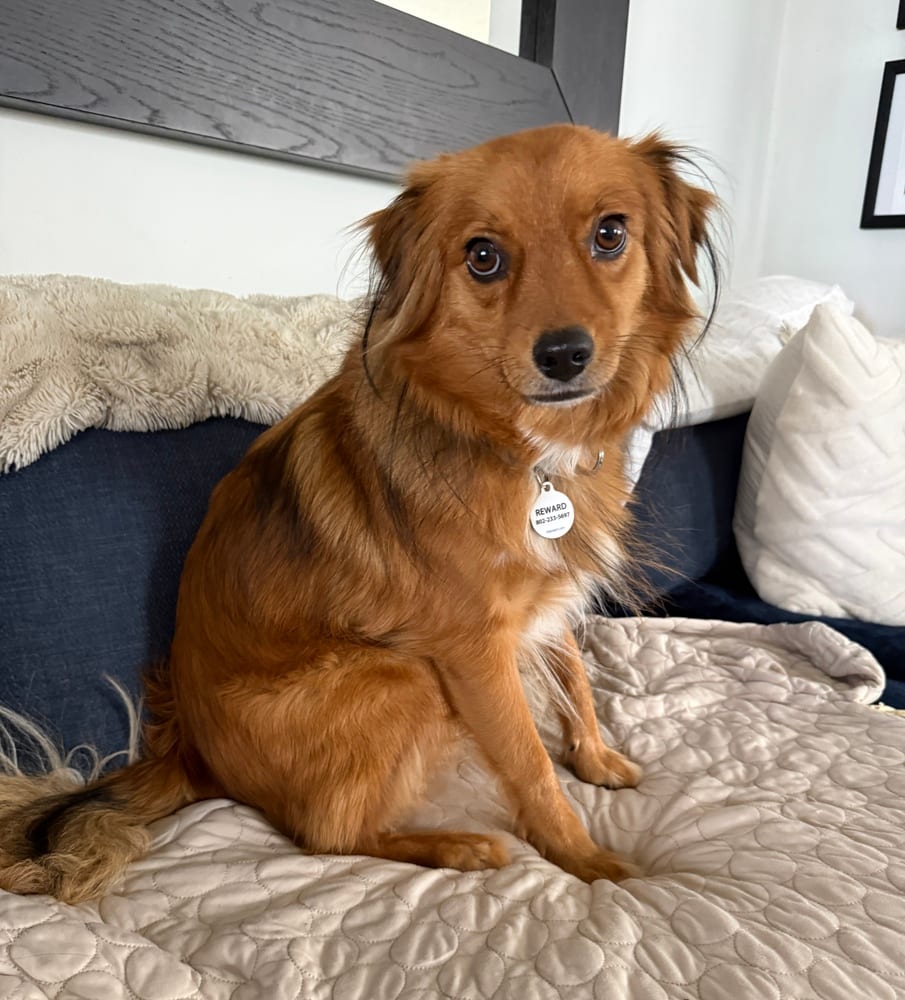 Photo of Bernie, adoptable Australian Shepherd in Eugene, Oregon
