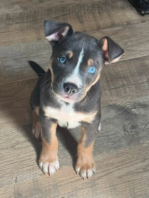 Photo of Carmichael- Nuggets litter, adoptable American Staffordshire Terrier in Holly Springs, North Carolina
