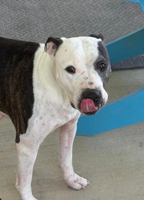 Photo of Gemini, adoptable American Pit Bull Terrier in Germantown, Ohio
