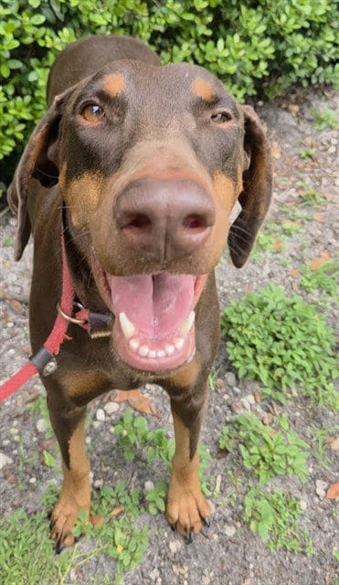 Photo of Dolly, adoptable Doberman Pinscher in Fort Lauderdale, Florida