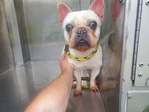 Photo of Potato, adoptable French Bulldog in Garland, Texas