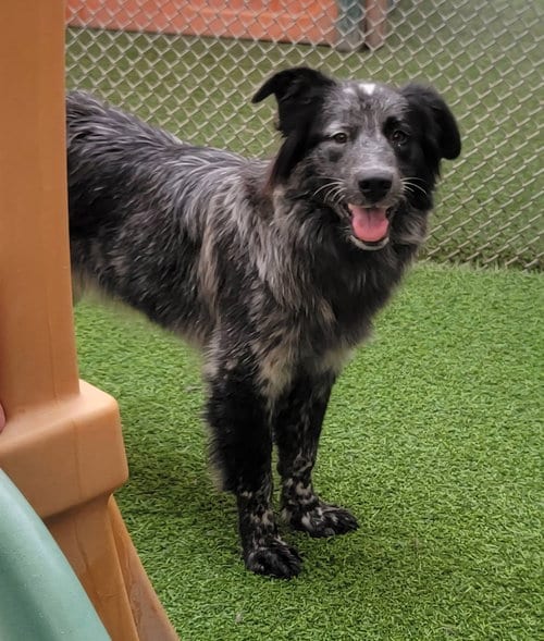 Photo of Salem, adoptable Border Collie in Highland, Illinois