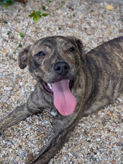 Photo of Cupcake, adoptable Terrier in New Orleans, Louisiana