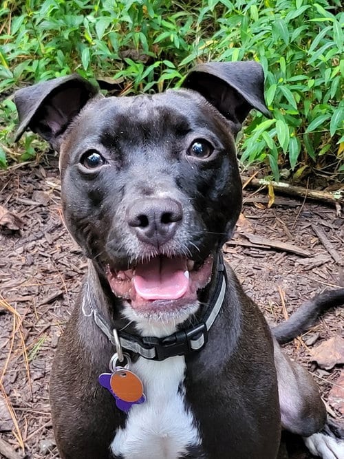 Photo of Dolly, adoptable Terrier in Ellijay, Georgia