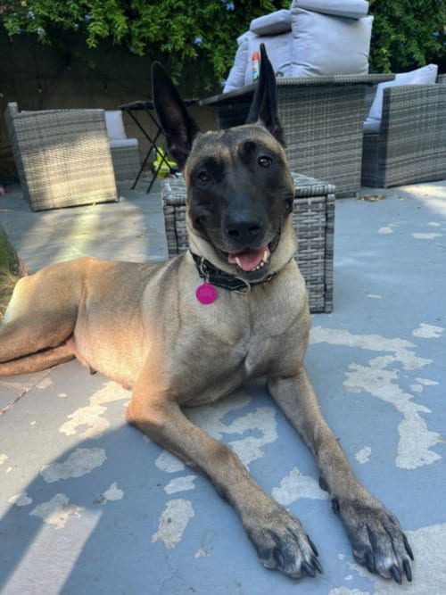 Photo of Dior, adoptable Belgian Shepherd Malinois in Burbank, California