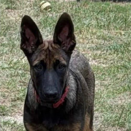 Photo of Duke, adoptable German Shepherd Dog in Canton, Connecticut
