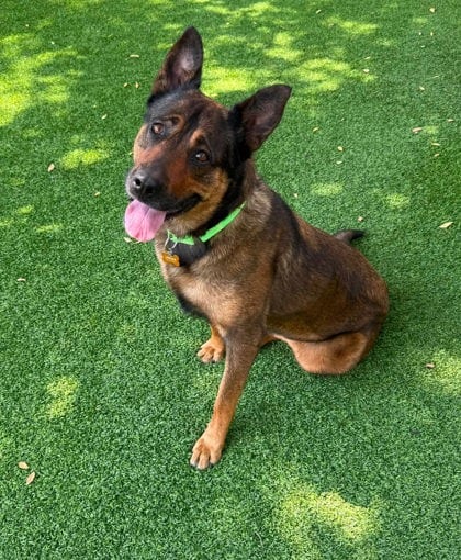 Photo of Sister, adoptable dog in Atlanta, Georgia