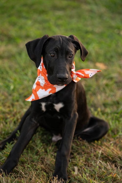 Photo of Timmy, adoptable Great Dane in Mooresville, North Carolina