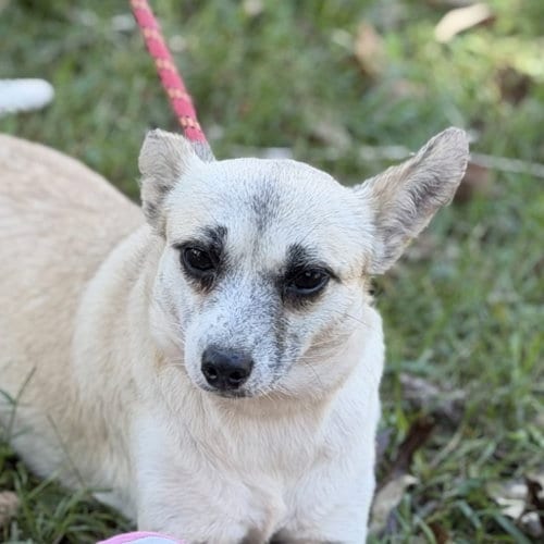 Photo of Jessie, adoptable Chihuahua in Yardley, Pennsylvania