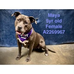 Photo of Maya, adoptable American Pit Bull Terrier in Chatsworth, California
