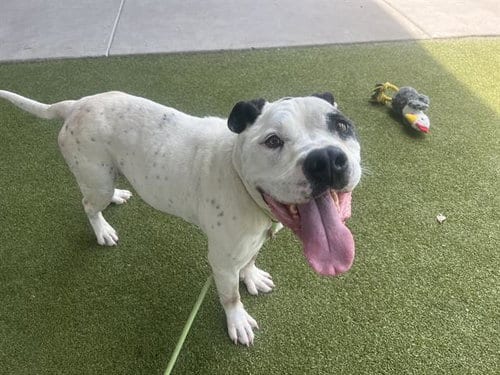 Photo of Owl, adoptable American Staffordshire Terrier in Waco, Texas