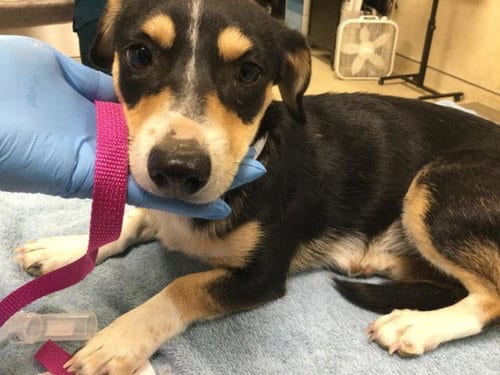 Photo of Jesse, adoptable Terrier in Riverside, California