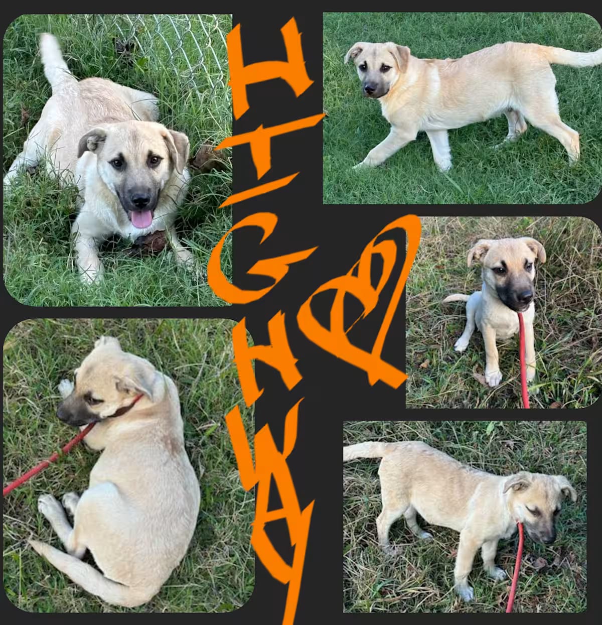 Photo of Highway, adoptable Anatolian Shepherd in Bedminster, New Jersey