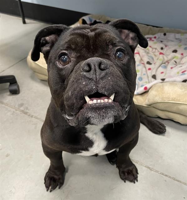 Photo of Magno, adoptable dog in Palmetto, Florida