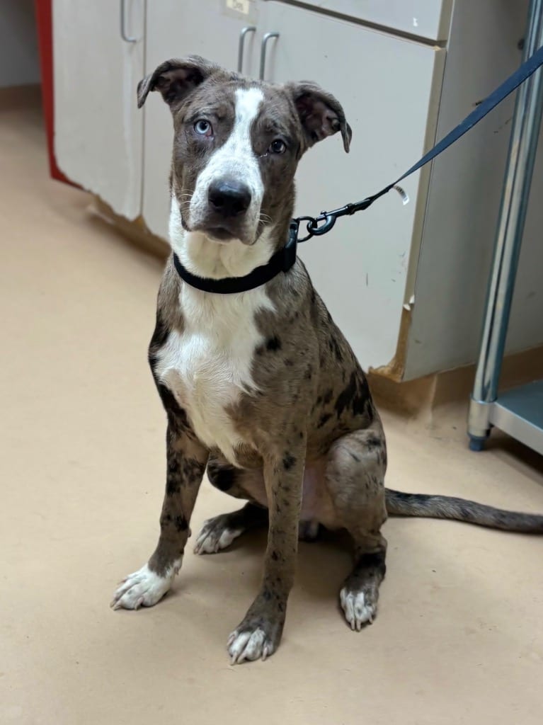 Photo of Cash, adoptable Pit Bull Terrier in Nacogdoches, Texas