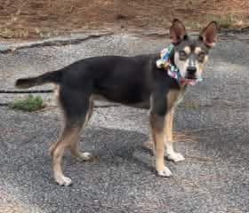 Photo of Delta, adoptable Australian Kelpie in Shillington, Pennsylvania