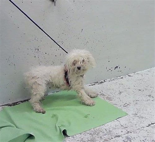 Photo of Girly, adoptable Poodle (Miniature) in Houston, Texas