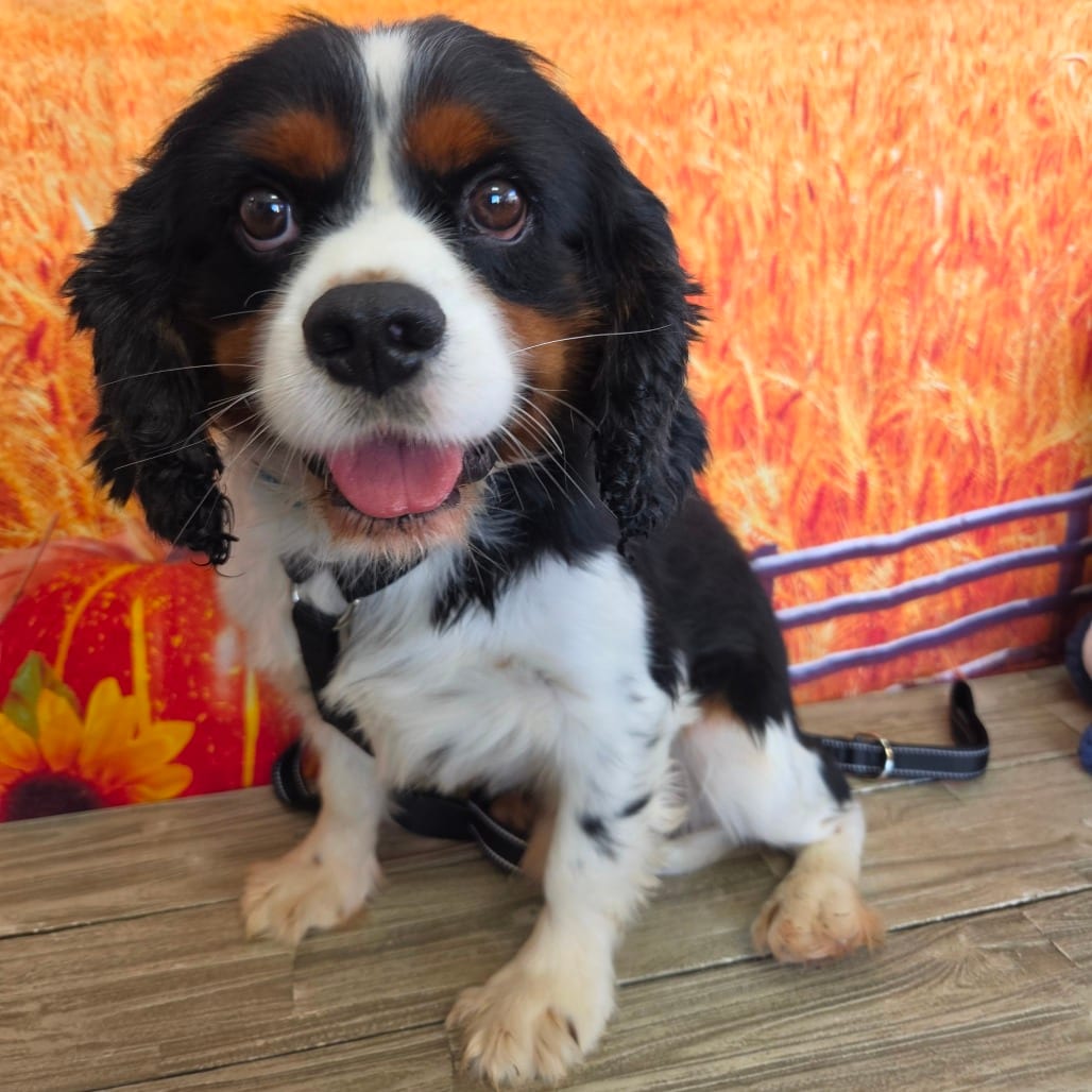 Photo of Gusto, adoptable Spaniel, Cavalier King Charles in Normal, Illinois