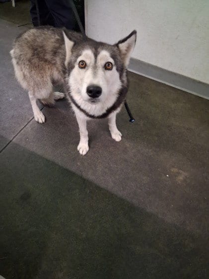 Photo of Evie, adoptable Siberian Husky in Los Angeles, California
