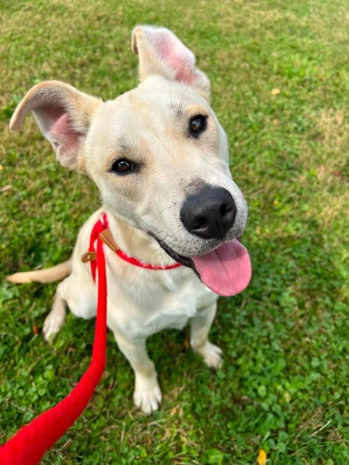 Photo of Pound Dog Linus #190276, adoptable Labrador Retriever in Rootstown, Ohio