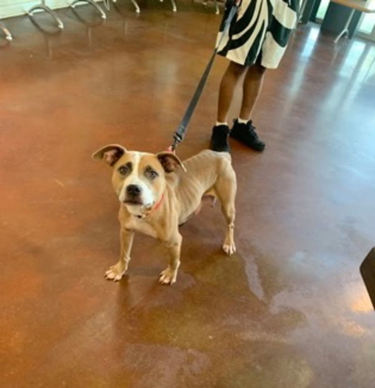 Photo of Shelby, adoptable American Pit Bull Terrier in New Orleans, Louisiana