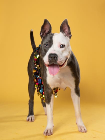 Photo of Coo Coo Clock, adoptable dog in Atlanta, Georgia