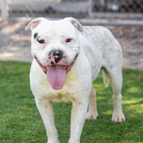 Photo of Casper, adoptable American Pit Bull Terrier in Camarillo, California