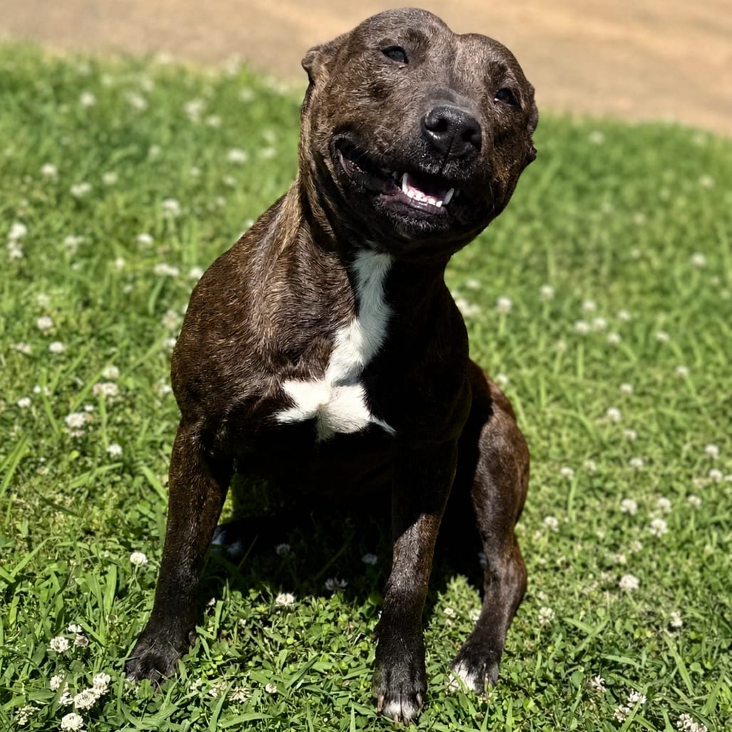 Photo of Kroger, adoptable Mixed Breed (Medium) in Corinth, Mississippi