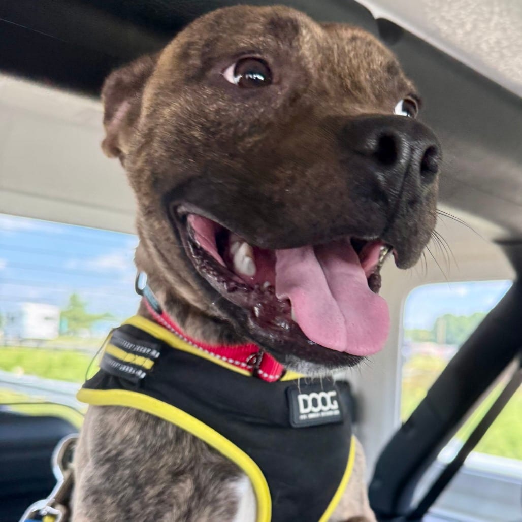 Photo of Pumba, adoptable Terrier, American Pit Bull in York, Pennsylvania