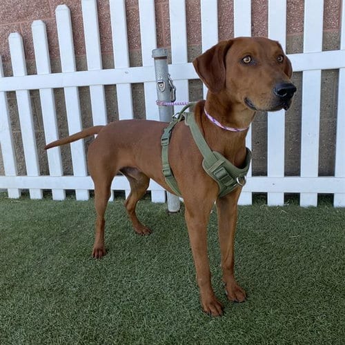 Photo of A615036, adoptable Rhodesian Ridgeback in Modesto, California