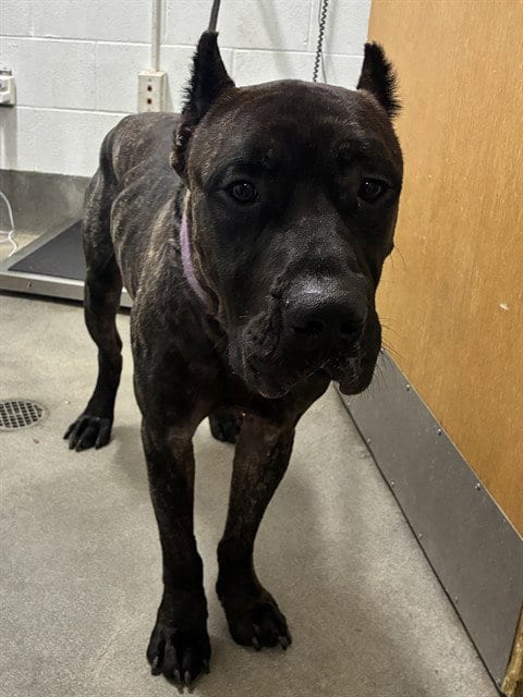 Photo of A575042, adoptable Presa Canario in Forestville, Maryland