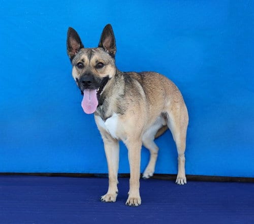 Photo of Buddy, adoptable German Shepherd Dog in Baldwin Park, California