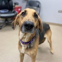 Photo of A237682, adoptable English (Redtick) Coonhound in Aurora, Colorado