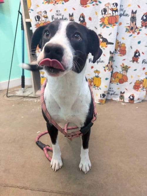 Photo of Zadie- Mrs personality, adoptable Border Collie in Oakhurst, New Jersey