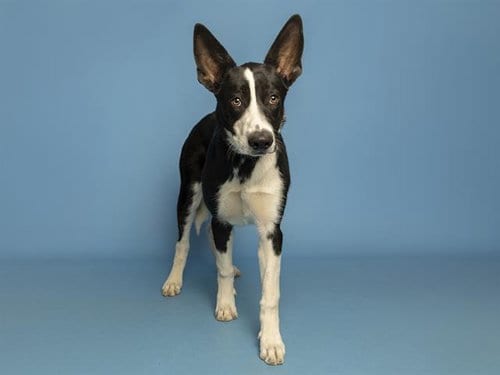 Photo of Cleo, adoptable Border Collie in Phoenix, Arizona