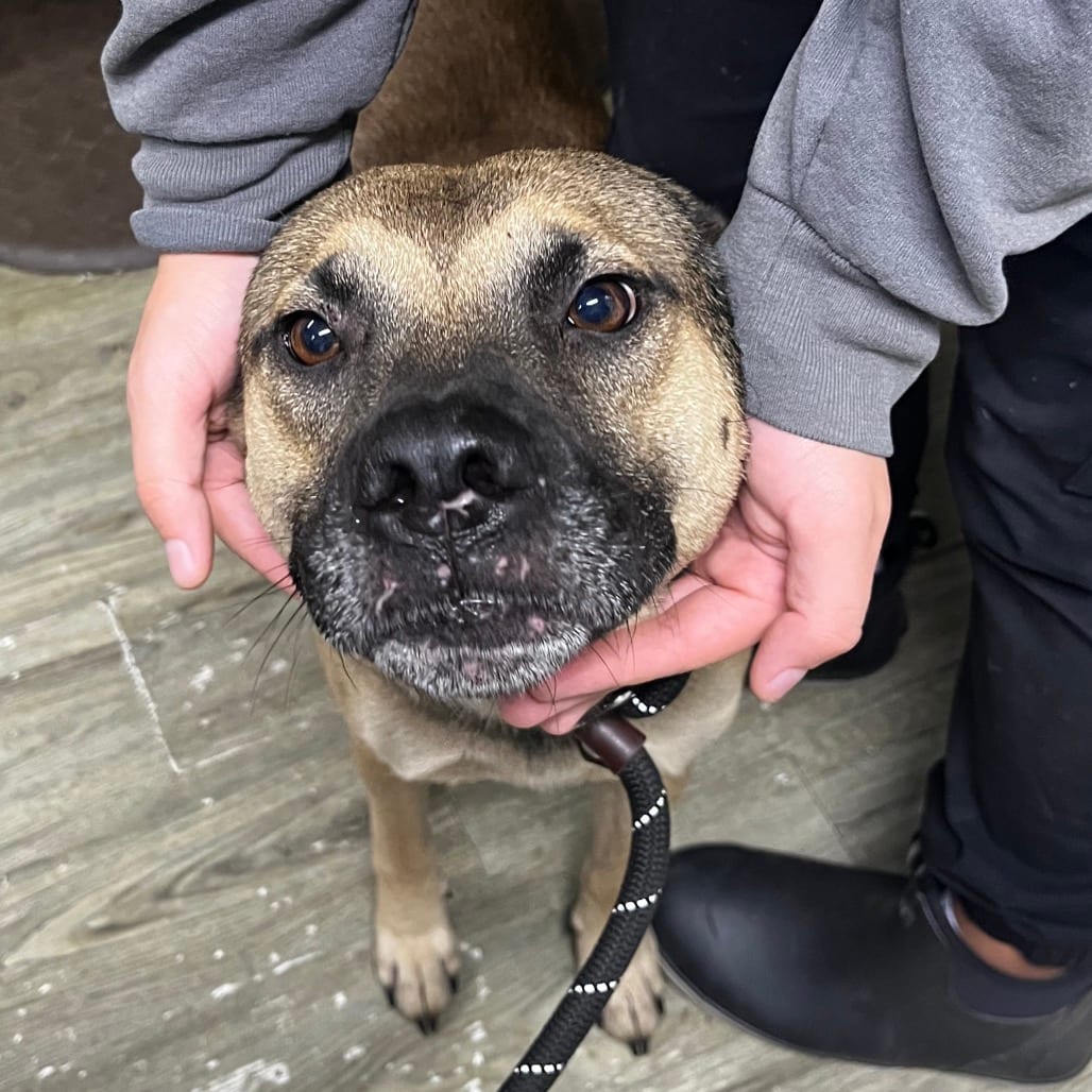 Photo of Green Bean, adoptable Shepherd in Summerville, South Carolina