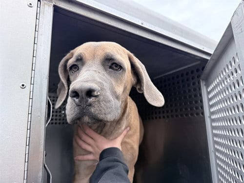 Photo of Sapphire, adoptable Mastiff in Phoenix, Arizona